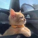 Avatar of Arif Qureshi